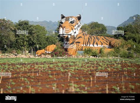 THAILAND KANCHANABURI TIGER TEMPLE Stock Photo - Alamy