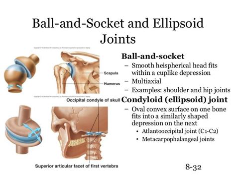 Joint, Scapula, Occipital