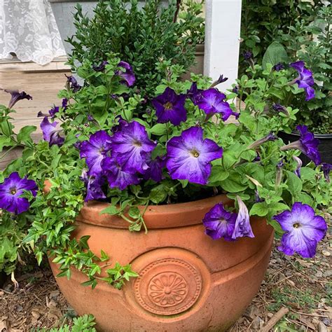 You can Grow Petunias from seed! - Flower Patch Farmhouse