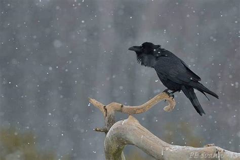 Best Photo of the Week Ended 23 Feb 2013 – Focusing on Wildlife