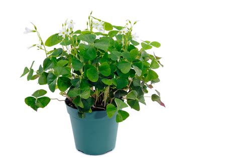 How To Grow Shamrocks: Tips and Care | Shamrock plant, Plants, Indoor ...