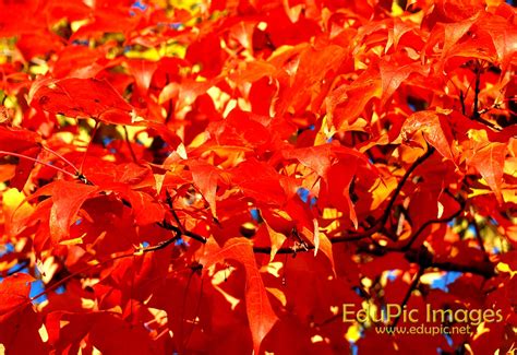 🔥 [76+] Fall Foliage Desktop Wallpapers | WallpaperSafari