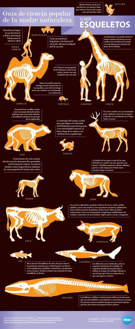 Datos curiosos sobre los huesos de los animales que seguramente desconocías - mott.pe