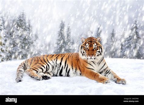 Tiger in a snow on winter background. New Year card Stock Photo - Alamy