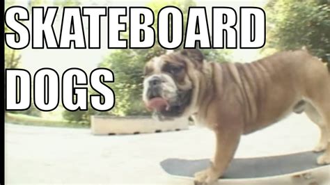 Skateboard Dogs: Compilation | Dogs, I love dogs