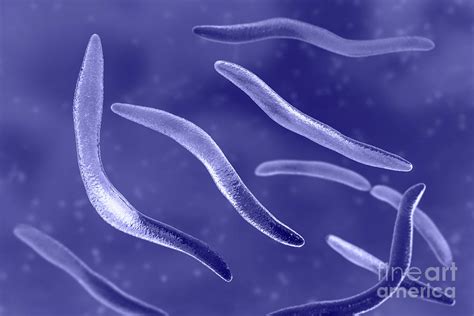 Fusobacterium Photograph by Kateryna Kon/science Photo Library | Pixels