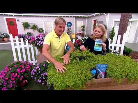 Phillip Watson Designs 6-Piece Creeping Jenny Live Plants on QVC - YouTube