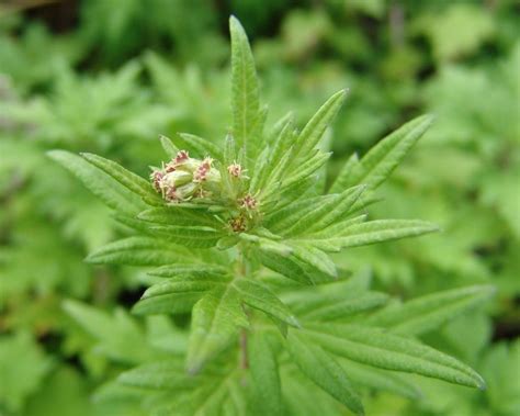 Mugwort – Artemisia vulgaris | Mugwort, Mugwort plant, Plant identification