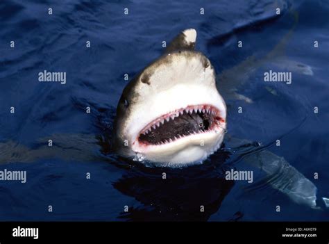 Oceanic White Tip Shark