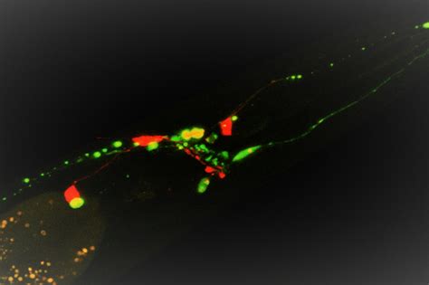 Meeting C. elegans - Eurac Research