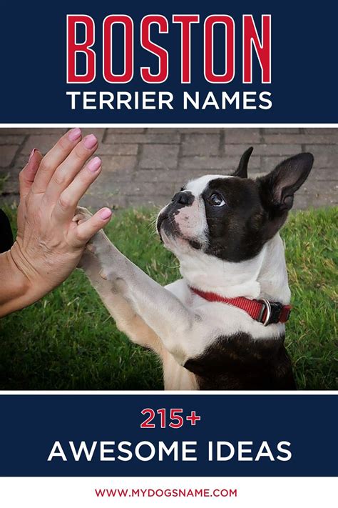 Getting a Boston Terrier? Our guide to Boston Terrier names will help you pick the perfect name ...