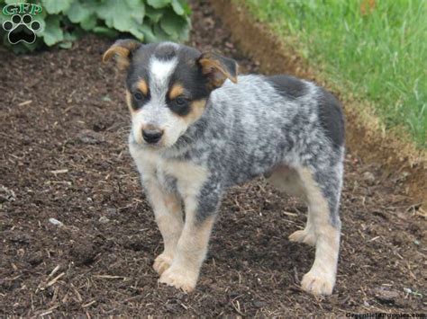 Leo, Blue Heeler puppy for sale in Narvon, Pa | Blue heeler puppies, Australian cattle dog puppy ...