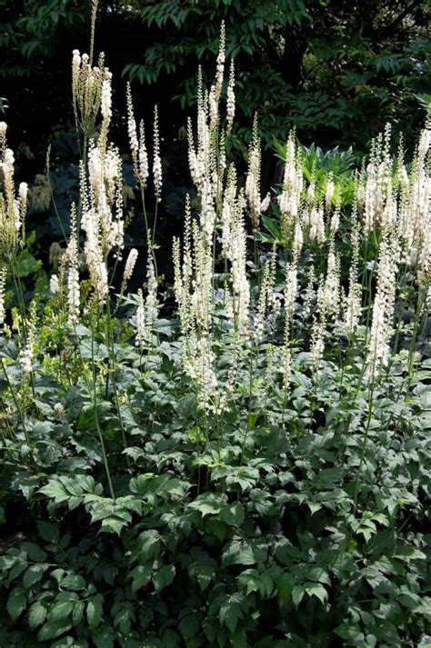 Striking Black Cohosh Plants | Plants, Plants uk, Shade plants