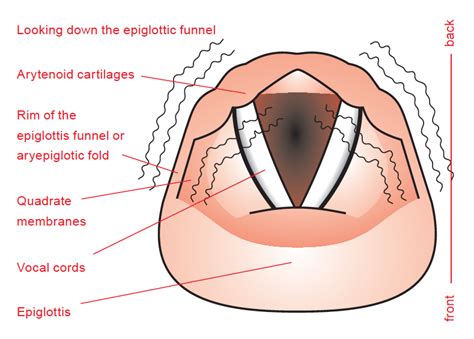 Description and sound of Grunt – CVT Research Site