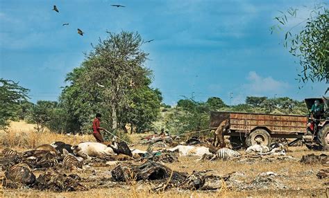 Lumpy Skin Disease outbreak shows livestock diseases are not just about ...