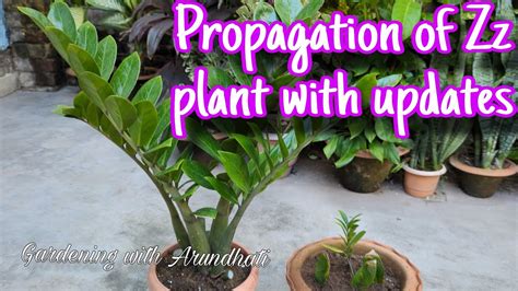 Zz plant propagation with updates🌱Zz प्लांटको कैसे ग्रो करे - YouTube