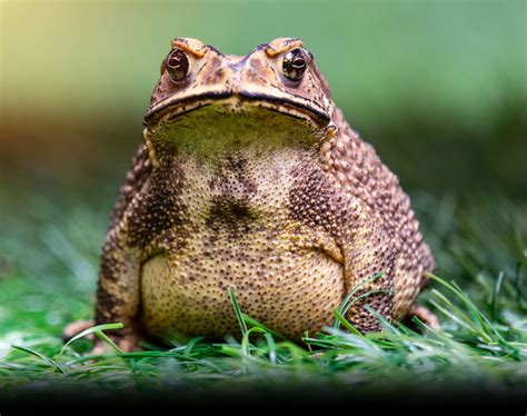 About Croaked - Croaked - Cane Toad Control