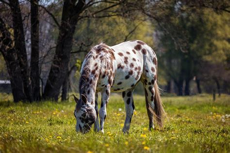 Fastest Horse Breeds - Top 5 - Savvy Horsewoman