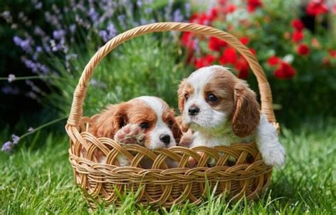 Teacup Cavalier King Charles Spaniel: Info, Pictures, Care & More – Dogster