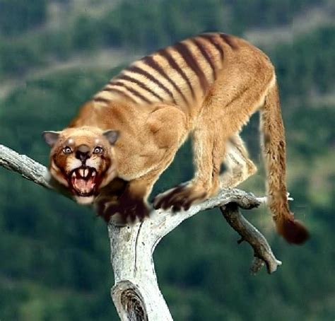 Thylacoleo carnifex | history | Pinterest | Prehistoric, Prehistory and ...