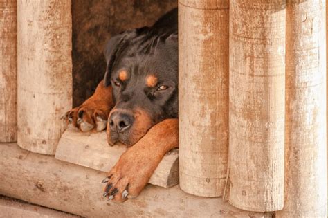 rottweiler dog free image | Peakpx