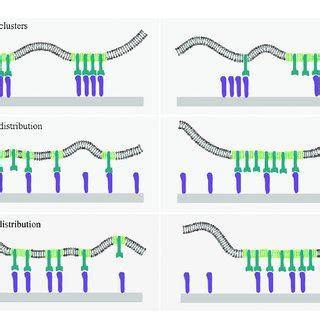 Illustration of the interplay between the receptor-ligand binding and ...