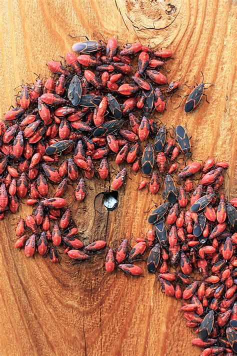 What to do for a Box Elder Bug Invasion: Pointe Pest Control