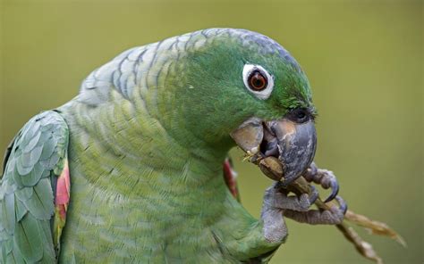 nature, Animals, Closeup, Birds, Parrot Wallpapers HD / Desktop and Mobile Backgrounds