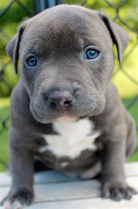 Do All Pitbull Puppies Have Blue Eyes