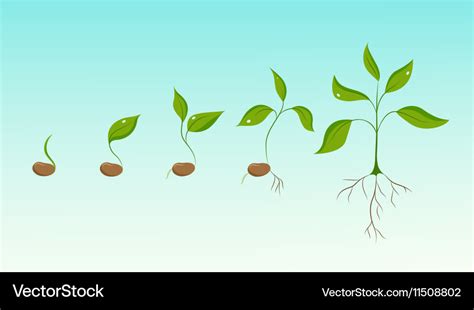 Plant growth evolution from bean seed to sapling Vector Image