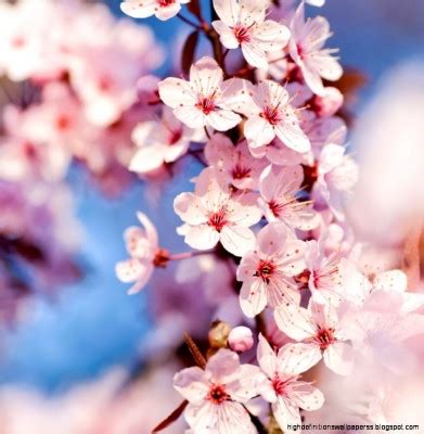 Cherry Blossom Wallpaper Ipad - 768x1024 Wallpaper - teahub.io