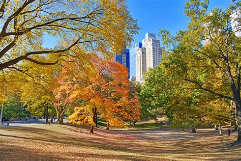 Photos New York City USA Foliage Central Park Autumn Nature Parks