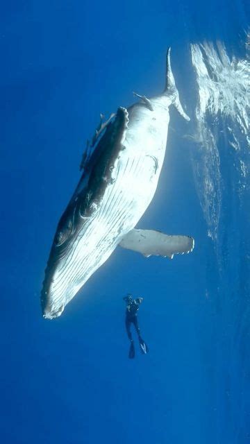 Shawn Heinrichs on Instagram: "Humpback whale calves are especially ...