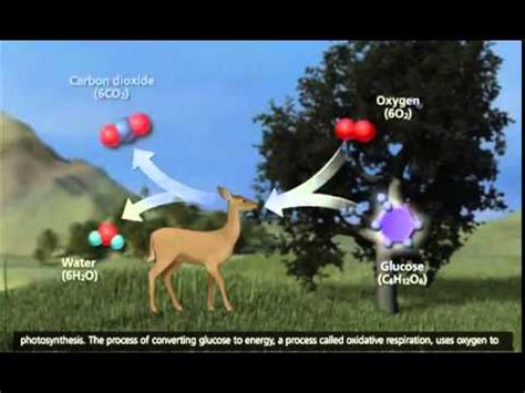 The Carbon Cycle 3D Animation - YouTube