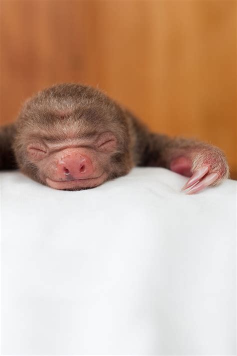 Pictures Of Cute Baby Sloths - Infoupdate.org