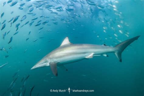 Spinner Shark - Carcharhinus brevipinna