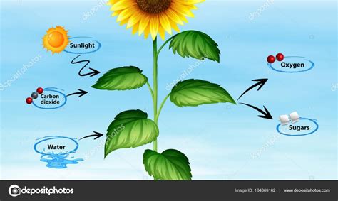 Diagram showing sunflower and photo synthesis — Stock Vector ...