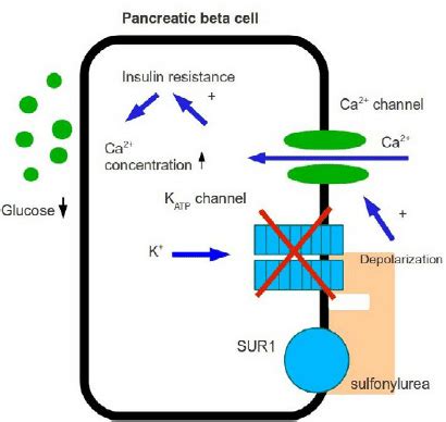 Sulfonylureas Mechanism Of Action - cloudshareinfo