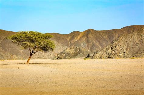 A Green Acacia Tree in the Desert of Sahara Stock Photo - Image of sand ...