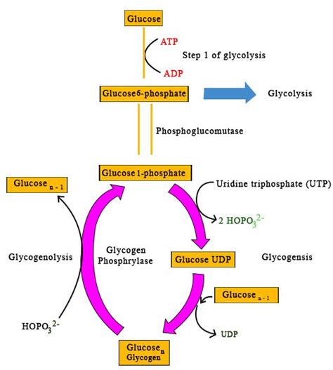 Glycogenesis is defined as the generation of glycogen by insulin (absorptive state ...