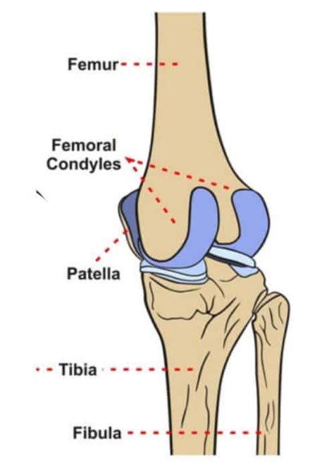 Femoral Condyle | Articular Cartilage Injury | Minneapolis, St. Paul ...