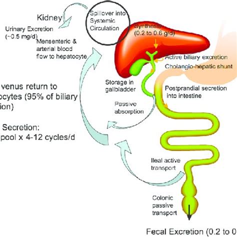 Enterohepatic circulation of bile acids. In humans, about 0.2–0.6 g... | Download Scientific Diagram