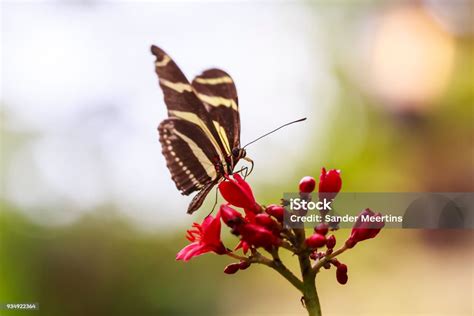 Zebra Longwing Kupukupu Tropis Memberi Makan Dan Bersandar Pada Bunga Dan Vegetasi Hutan Hujan ...