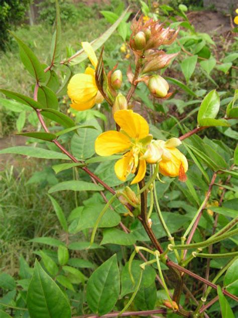 Senna occidentale 300 seeds cost is 12 USD shipping cost is | Etsy