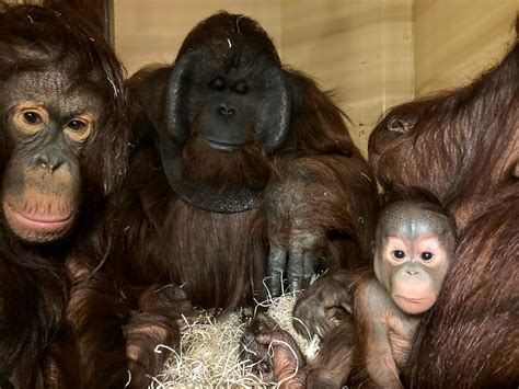 Special reunion for Paignton Zoo’s orangutan family | ITV News West Country