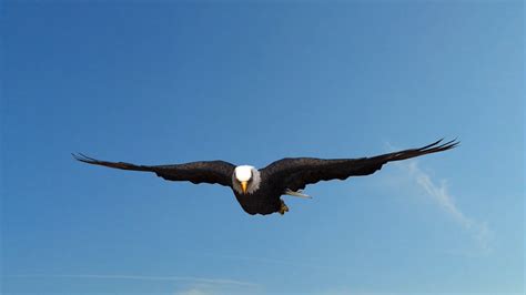 American Bald Eagle fly in the sky - close up - royalty free Video ...