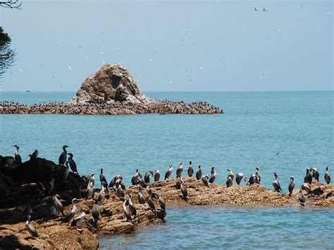 Bringing poo to an island near you… - Predator Free NZ Trust