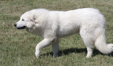 Great Pyrenees Info, Life Expectancy, Temperament, Puppies, Pictures