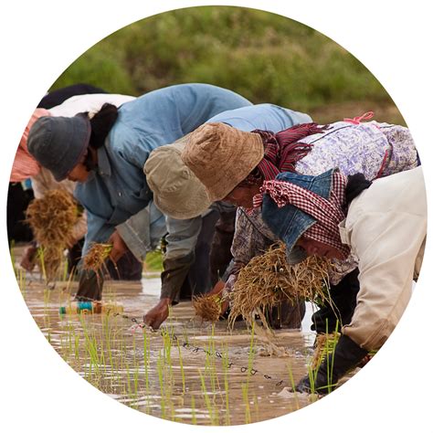 Play A Part - SUSTAINING RICE CULTURES