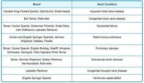 45 HQ Photos Heart Murmur In Puppies Grade 1 / Heart Murmurs Speak Volumes to Veterinarians ...